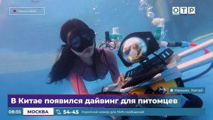В Китае появился дайвинг для питомцев