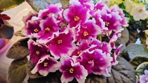 Обзор сортов Фиалок 14.01.2026!