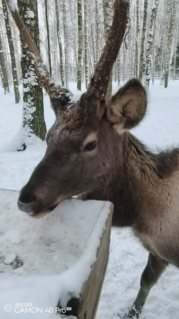Лосиная биостанция. Олени смотреть онлайн
