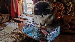 Долгожданное солнце, подарки от тёзки и пушистые непоседы