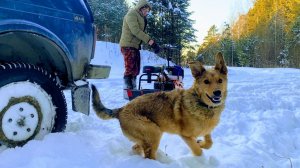 НА БЕШЕНОЙ ТАБУРЕТКЕ в ТАЙГУ. Проверяю Схроны Металла,Дрессирую Собаку