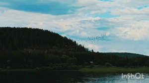 Чайки летают над рекой Алдан, РС(Я), г. Томмот🙂💜