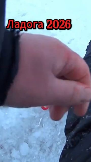 Ладога 2026 , Крупный окунь . смотреть онлайн