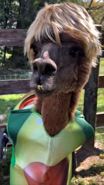 цветочик #приколы #юмор смотреть онлайн