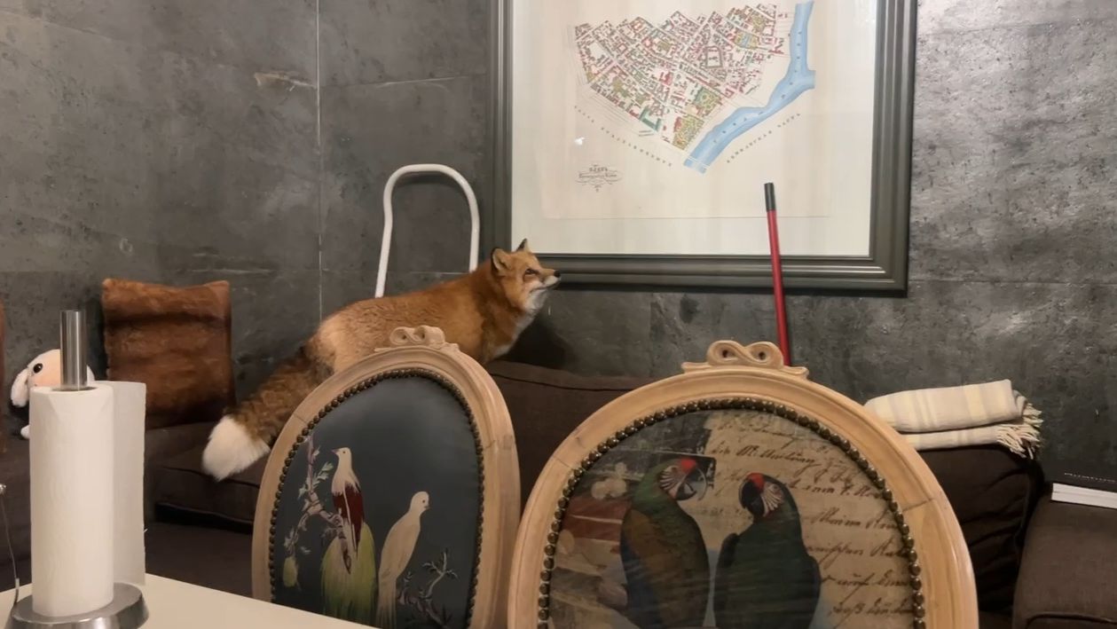 Лиса-Алиса. Лиса бродит по дивану смотреть онлайн