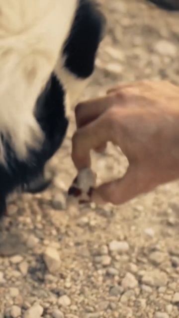 Свидетель будет говорить только в присутствии мясной вкусняшки 🍖🐶 смотреть онлайн