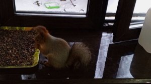 белки греются дома