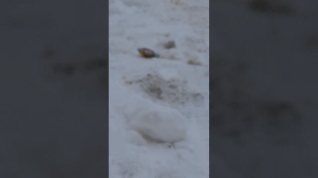 Взрываем бомбочку 2 часть с новым участником