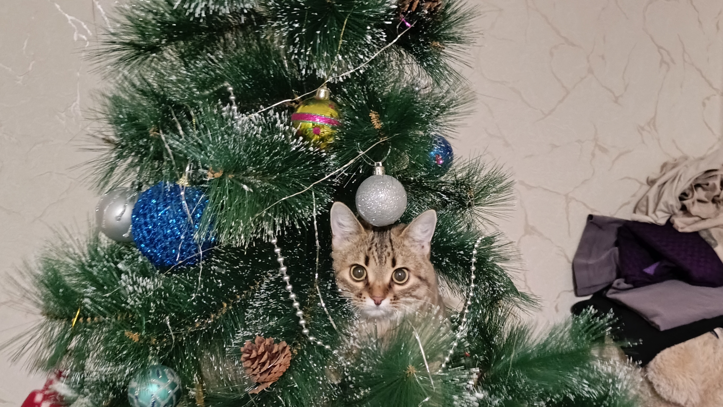 Дед Мороз мне подарочек принес 🤣 Всех со Старым Новым Годом 🎄