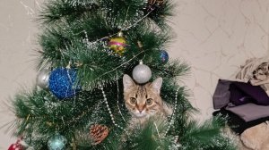 Дед Мороз мне подарочек принес 🤣 Всех со Старым Новым Годом 🎄