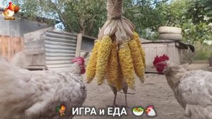 Кормление кур овощами и фруктами для зарядки и от скуки 🥗🐓🤗  (39)