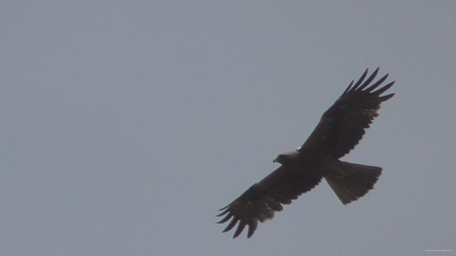 Орлы Карлики ,опасные враги. Охотники на голубей смотреть онлайн