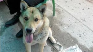 Отличный пёсик