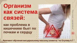 Организм как система связей: как проблема в кишечнике бьет по почкам и сердцу. Фрагмент обучения