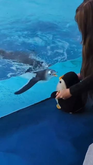 Забавные пингвины