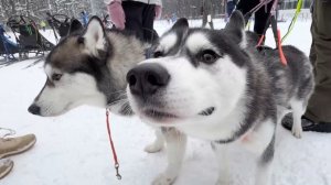 Гонки на собачьих упряжках "Рождественские горки – 2026" в Самаре