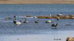 🐦❄️ Черношейные журавли на зимовке в Юньнани