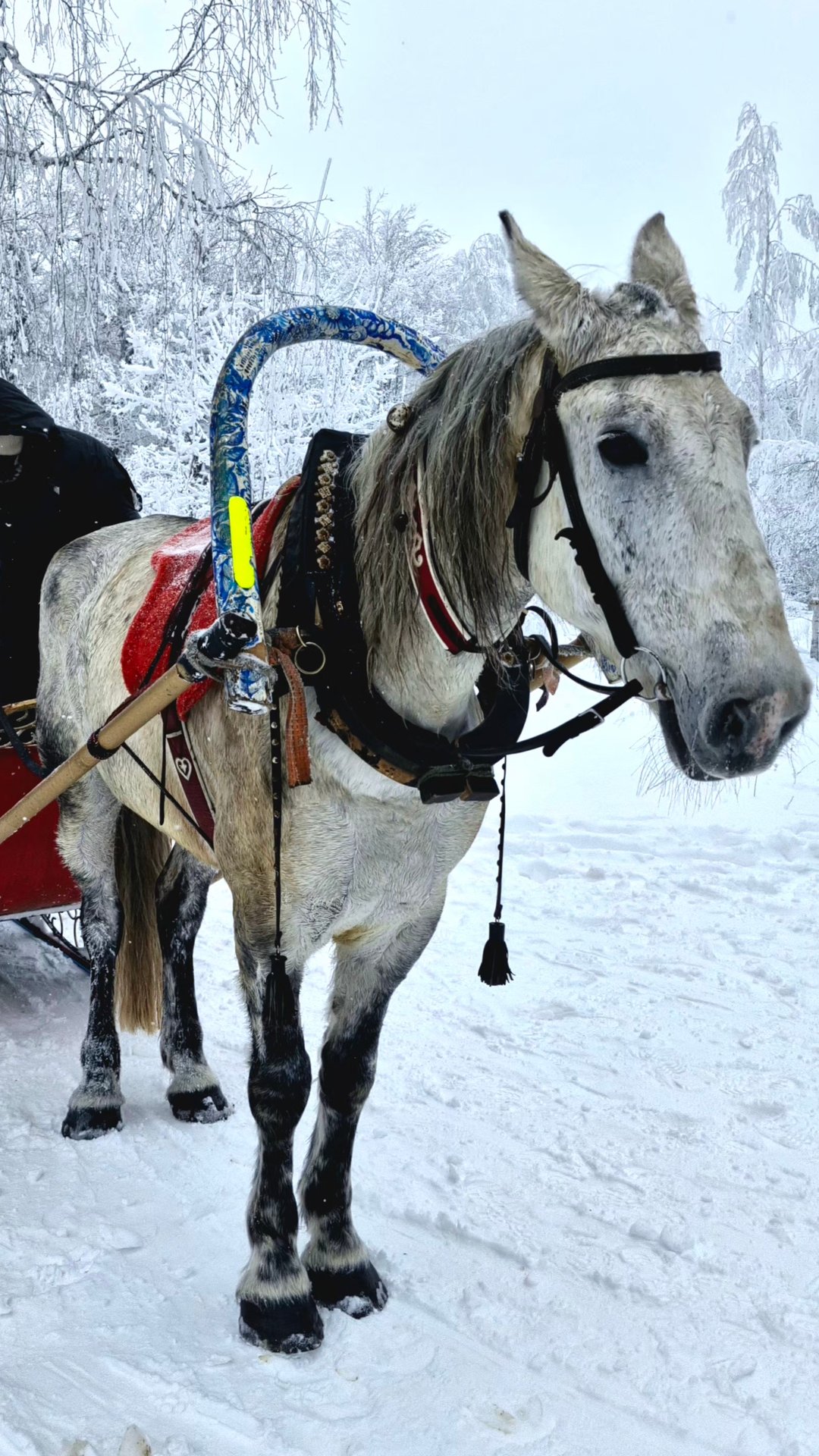 Январские выходные в Саратове смотреть онлайн