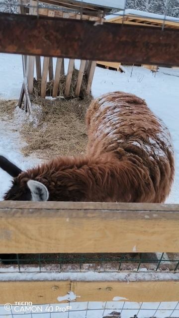 Лосиная биостанция. Альпаки и Ламы смотреть онлайн