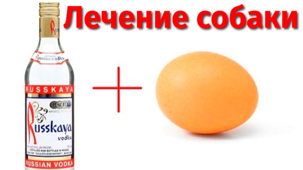 Лечение собаки водкой с яйцом от энтерита и укуса клеща