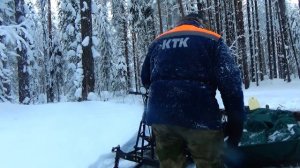 Январская тайга Удоры