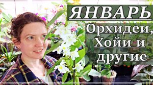 Что ЦВЕТЕТ ЗИМОЙ? Как чувствуют себя растения на фитомодуле?