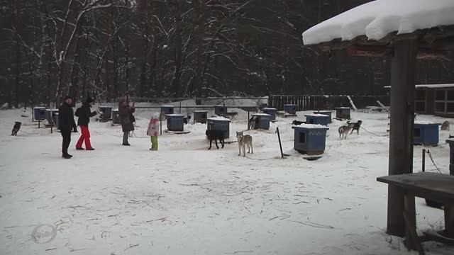 " Серебро севера " (3) Деревня ездовых собак . " Хаски" смотреть онлайн