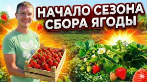Начало сезона сбора ягоды.