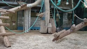 обезьянки Калининград зоопарк🐧🐵
