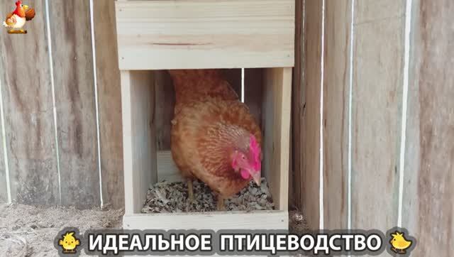 Идеальное птицеводство достойно восхищения 🐓🦆🦢🦚🦃🐔 эпизод (441) смотреть онлайн