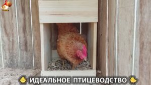 Идеальное птицеводство достойно восхищения 🐓🦆🦢🦚🦃🐔 эпизод (441)