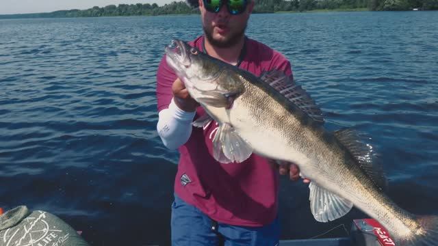 «АКВАТОРИЯ СПИННИНГА» Пелагический сом или судак на Угличском водохранилище.