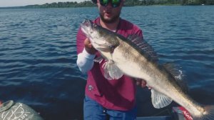 "АКВАТОРИЯ СПИННИНГА" Пелагический сом или судак на Угличском водохранилище.