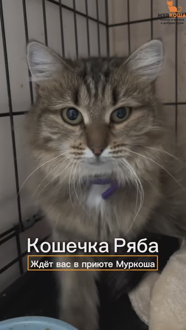 Ряба ждёт вас в приюте #Муркоша смотреть онлайн