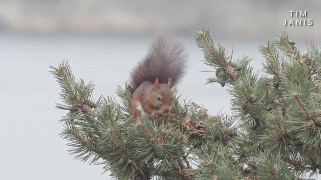 Зимнее атмосферное видео для настроения,спокойная музыка, лес природа зима, winter music relax смотреть онлайн