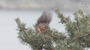 Зимнее атмосферное видео для настроения,спокойная музыка, лес природа зима, winter music relax