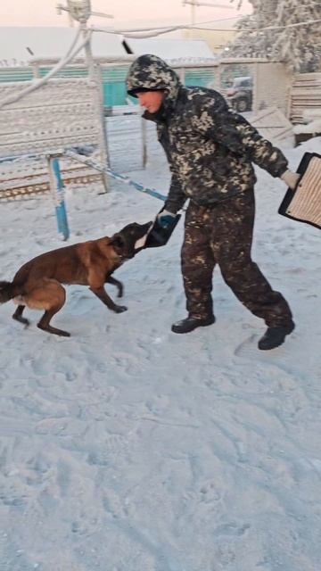 winner forever #собака