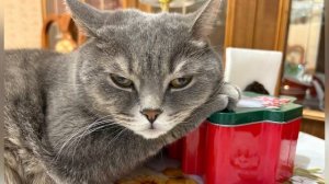 Влог новогодних каникул