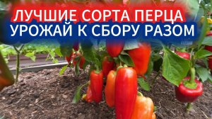 ПЕРЕЦ, КОТОРЫЙ СОЗРЕЕТ ОДНОВРЕМЕННО ВСЕЙ ГРЯДКОЙ ПО ЩЕЛЧКУ. ЛУЧШИЕ СОРТА СЛАДКОГО ПЕРЦА ДЛЯ УЛИЦЫ.