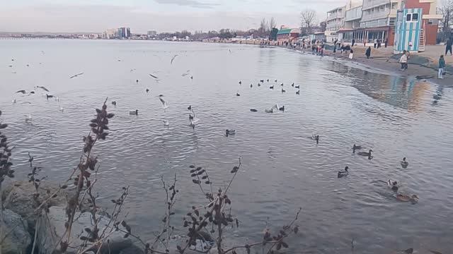 Чайки - уточки - море ✅📌 📍 смотреть онлайн