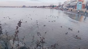 Чайки - уточки - море ✅📌 📍