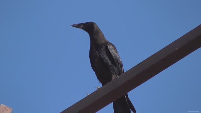 ПРИЛЕТЕЛ НАГЛЫЙ МОЛОДОЙ ВОРОН смотреть онлайн