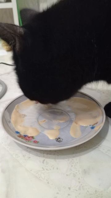 Кот ест мороженое