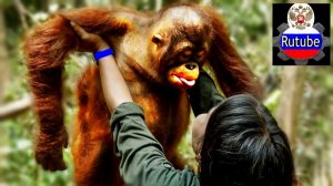Экскурсия на тропу обезьян .