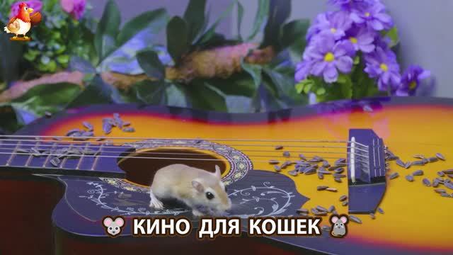 Видео для кошек про крысок развлекать питомцев 🐭🐀😂 (429) смотреть онлайн