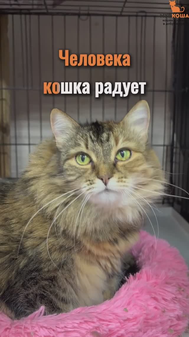 Липонька ждёт вас в приюте #Муркоша смотреть онлайн