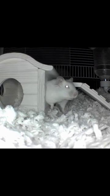 Тайная жизнь домашних животных смешные питомцы друзья человека питомцы приключения животных заб