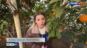 Крымчане могут посетить лимонарий в селе Червоное Сакского района