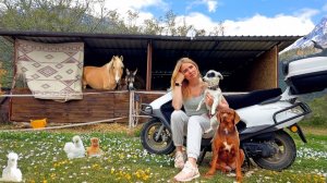 КОГДА МЕЧТЫ И РЕАЛЬНОСТЬ НЕ СОВПАЛИ! Строим конюшню своими руками. Учимся на своих косяках