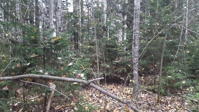 Осенний металлокоп. смотреть онлайн